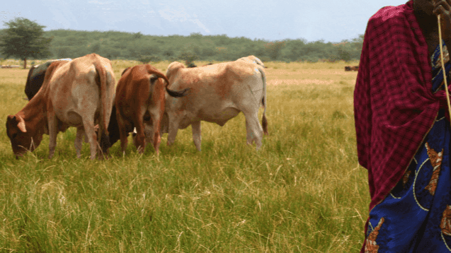 Lobola in 2025: A Stumbling Block to Marriage
